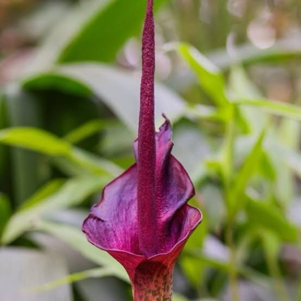 Konjac / voodoo Lilly bulbs ( Konjac plant)